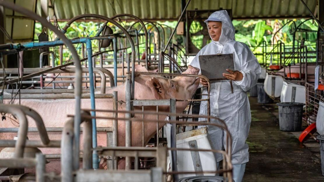 Il servizio pubblico effettua controlli su stabilimenti di produzione ed allevamenti per la verifica del benessere degli animali e la diffusione di malattie infettive Il servizio pubblico effettua controlli su stabilimenti di produzione ed allevamenti per la verifica del benessere degli animali e la diffusione di malattie infettive