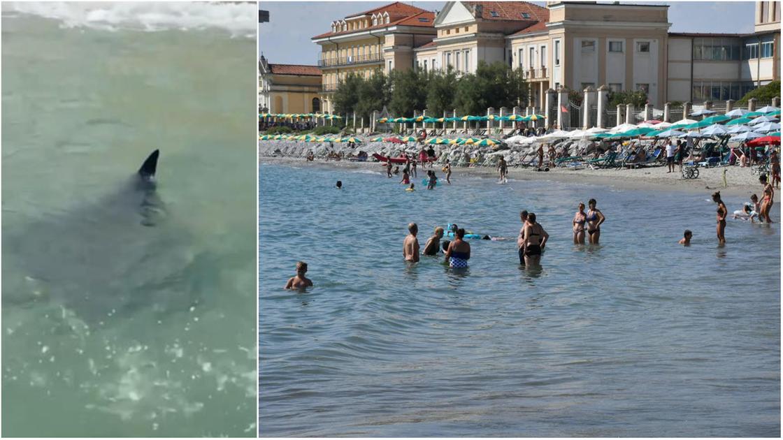 Come sta la manta che si aggira vicino alla battigia: due avvistamenti di mattina