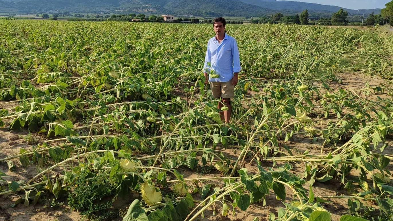 Una parte del campo di girasoli travolti dalla furia del temporale