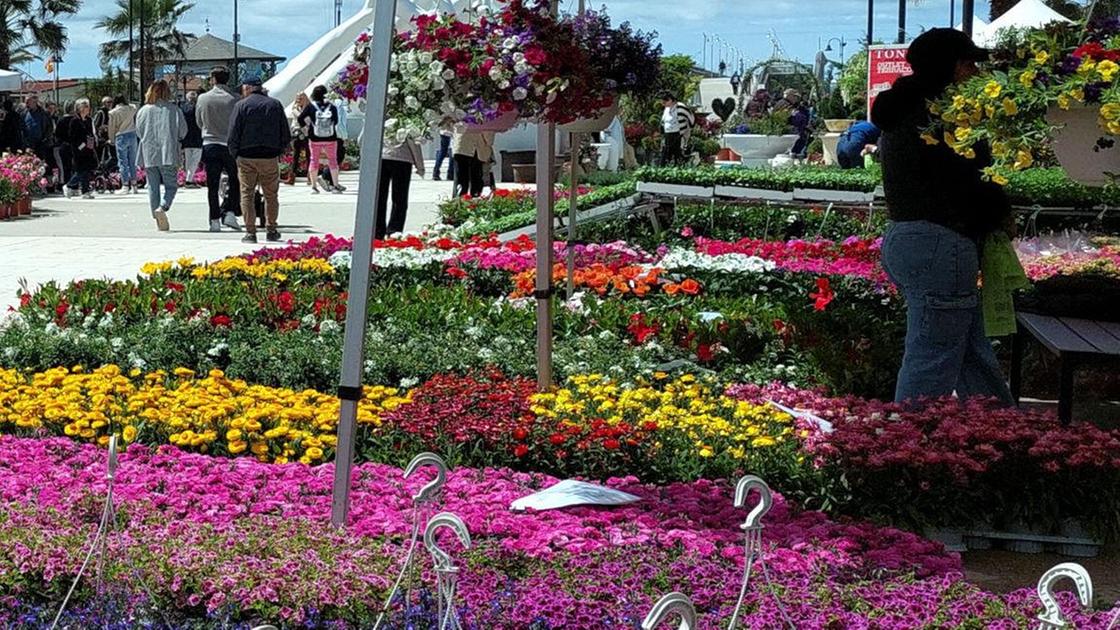 "Marina in fiore" fa centro. Commercianti soddisfatti: "Abbiamo lavorato tanto"