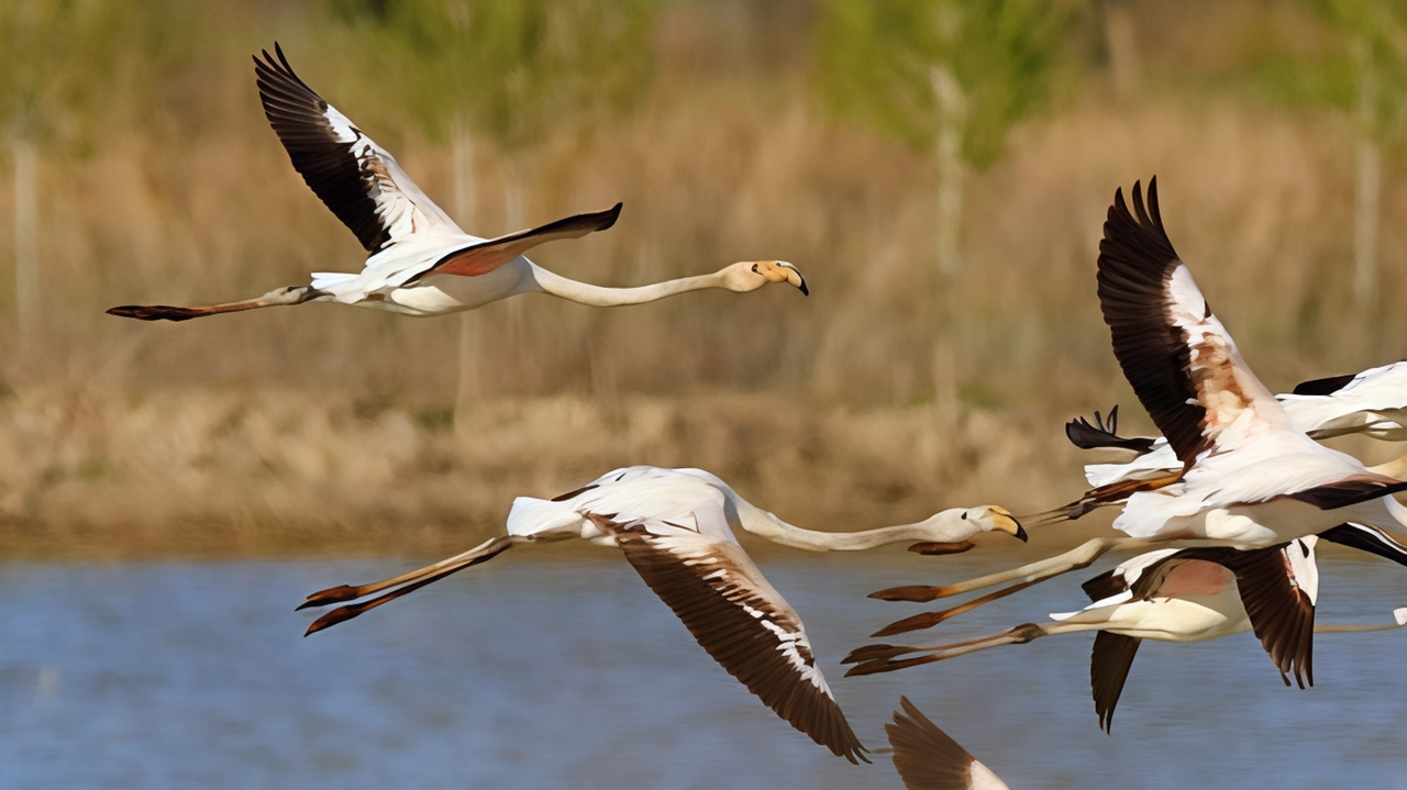 Sospese le licenze di attingimento per non compromettere la vita della fauna ittica del Padule Sospese le licenze di attingimento per non compromettere la vita della fauna ittica del Padule