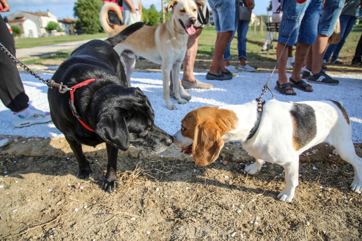 il cane tampona una donna la proprietaria distratta condannata a risarcire oltre 22mila euro non lo teneva al guinzaglio