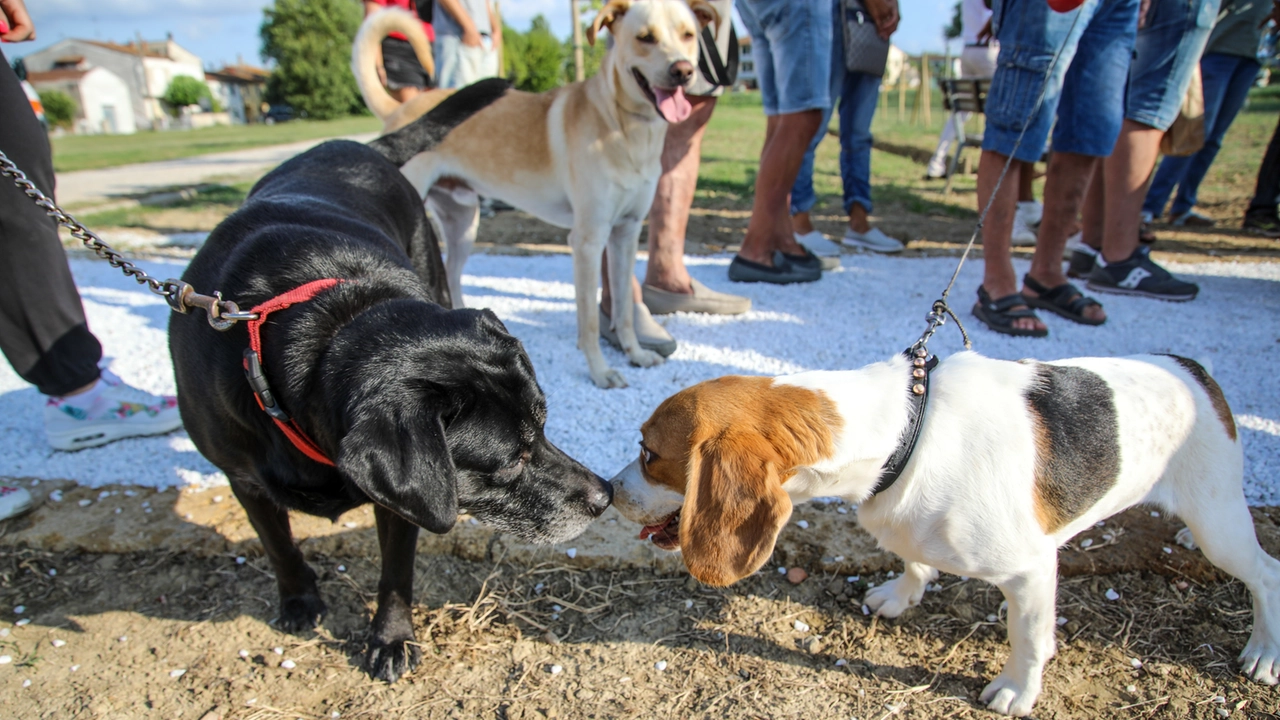 Un'area cani a Firenze