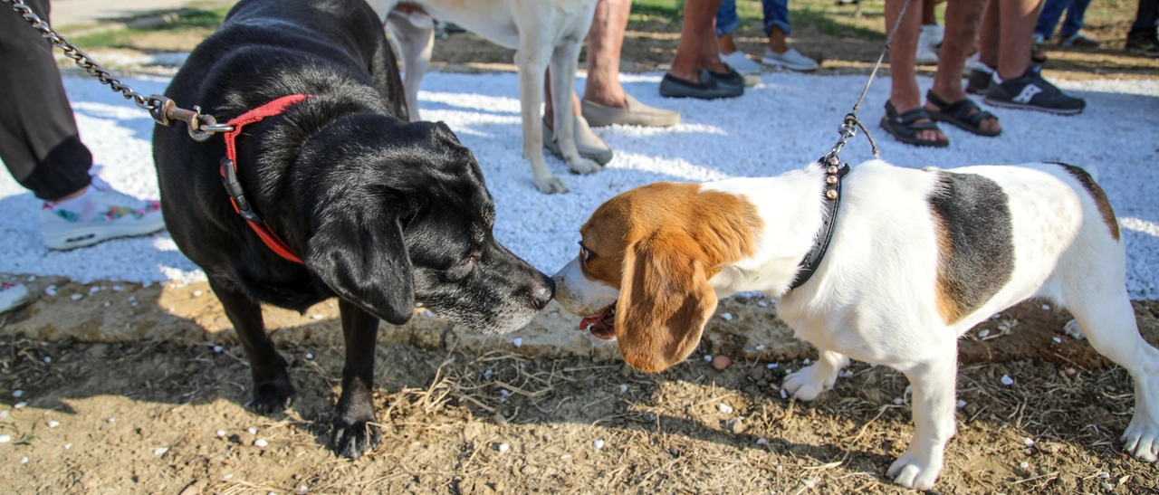 Il cane tampona una donna, la proprietaria (distratta) condannata a risarcire oltre 22mila euro: “Non lo teneva al guinzaglio”