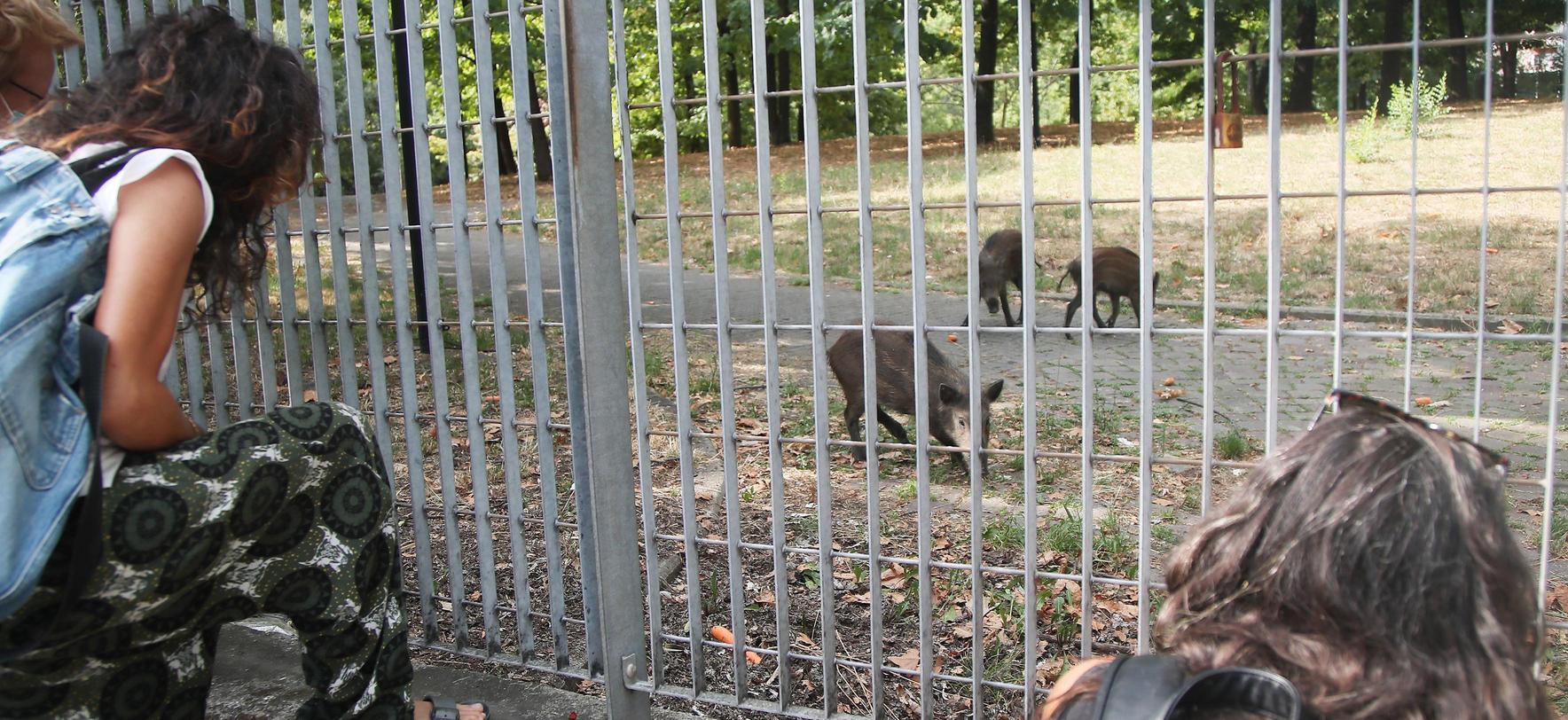 la migrazione in centro dalla boscaglia ai giardini alla ricerca dei viveri da Lanazione.it la migrazione in centro dalla boscaglia ai giardini alla ricerca dei viveri