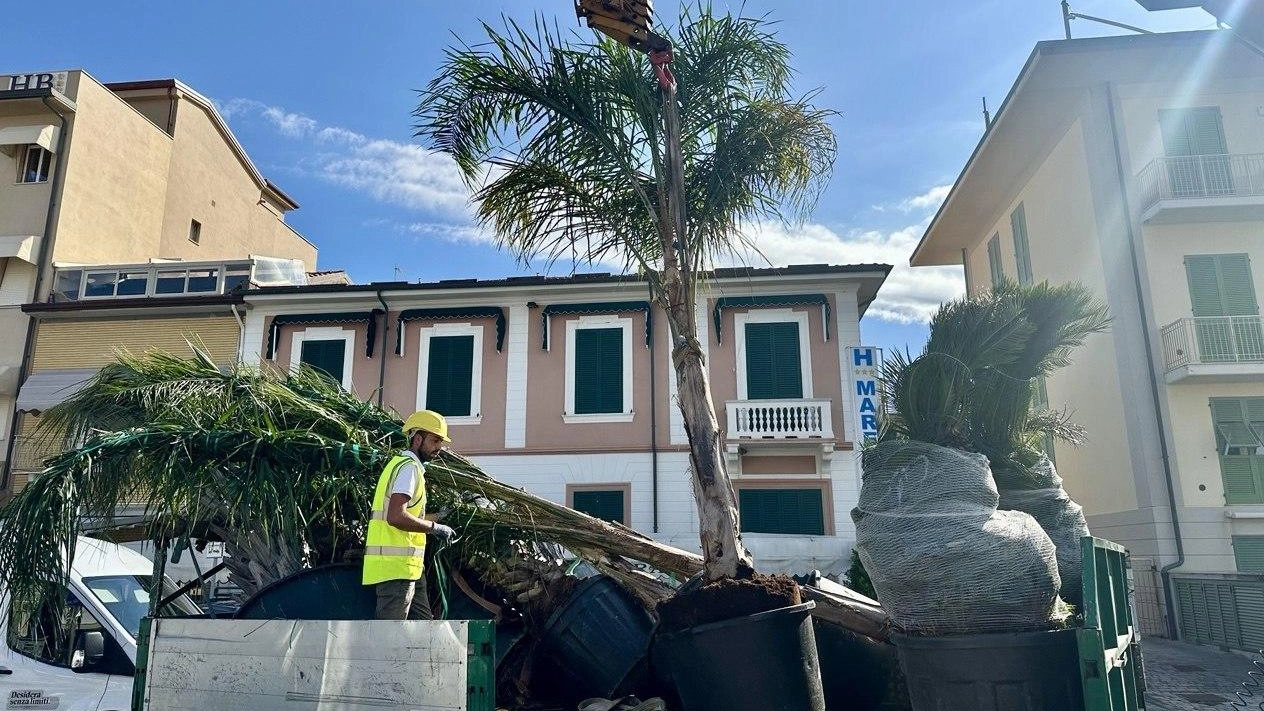 Le palme arrivate ieri sul lungomare di Lido per essere piantumate Le palme arrivate ieri sul lungomare di Lido per essere piantumate