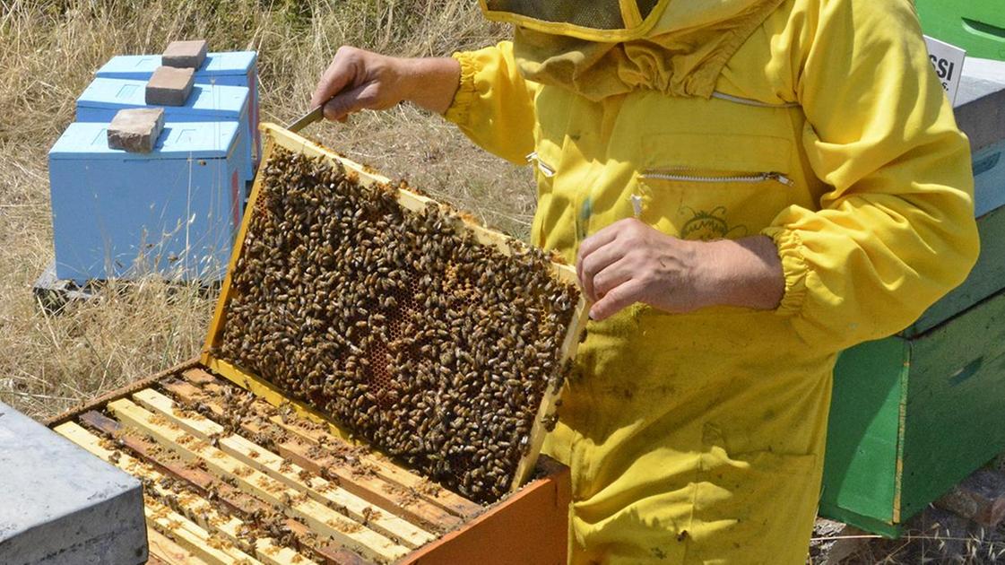 L’evento Viaggio nel mondo dell’apicoltura