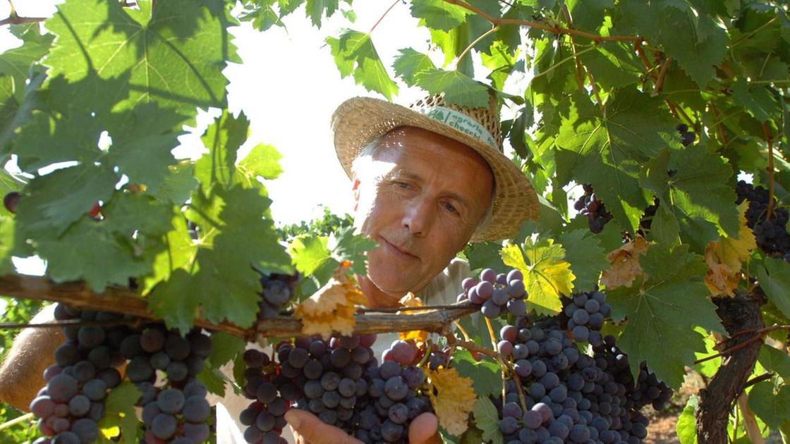 Profumo di vendemmia: "Agosto mese decisivo. Ma non è annata generosa"