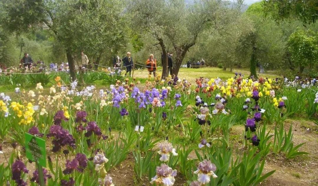 Giardino dell’Iris da Lanazione.it giardino dell iris tra nuove varietà e spazi più ampi meraviglia al piazzale michelangelo