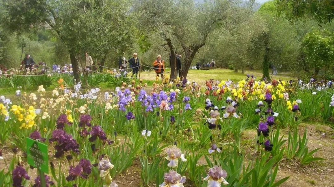 Giardino dell’Iris tra nuove varietà e spazi più ampi: meraviglia al Piazzale Michelangelo