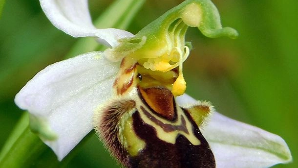 Tutela delle orchidee, sfalci rimandati
