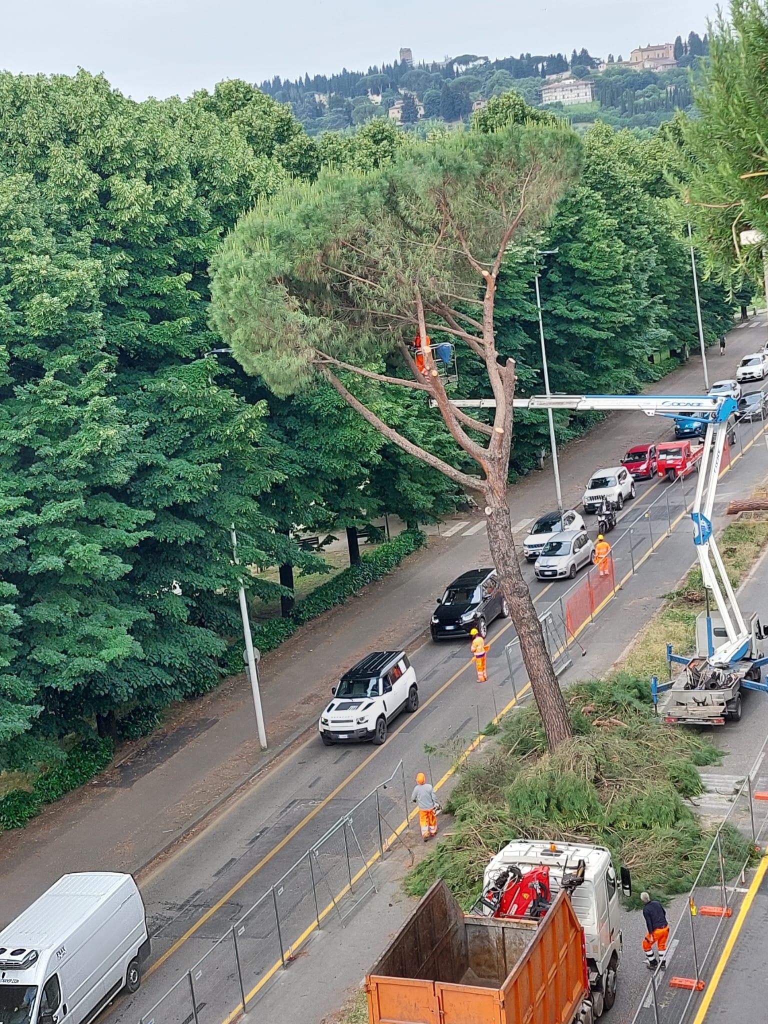 lungarno colombo addio all ultimo albero i residenti e una strage