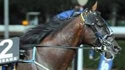 Storie, aneddoti, astri nascenti e vecchie glorie di una gara ’classica’. L’albo d’oro racconta oltre mezzo secolo di cultura di questo sport. Il ricordo del rapimento di Wayne Eden dopo la vittoria nel 1975 . Storie, aneddoti, astri nascenti e vecchie glorie di una gara ’classica’. L’albo d’oro racconta oltre mezzo secolo di cultura di questo sport. Il ricordo del rapimento di Wayne Eden dopo la vittoria nel 1975 .
