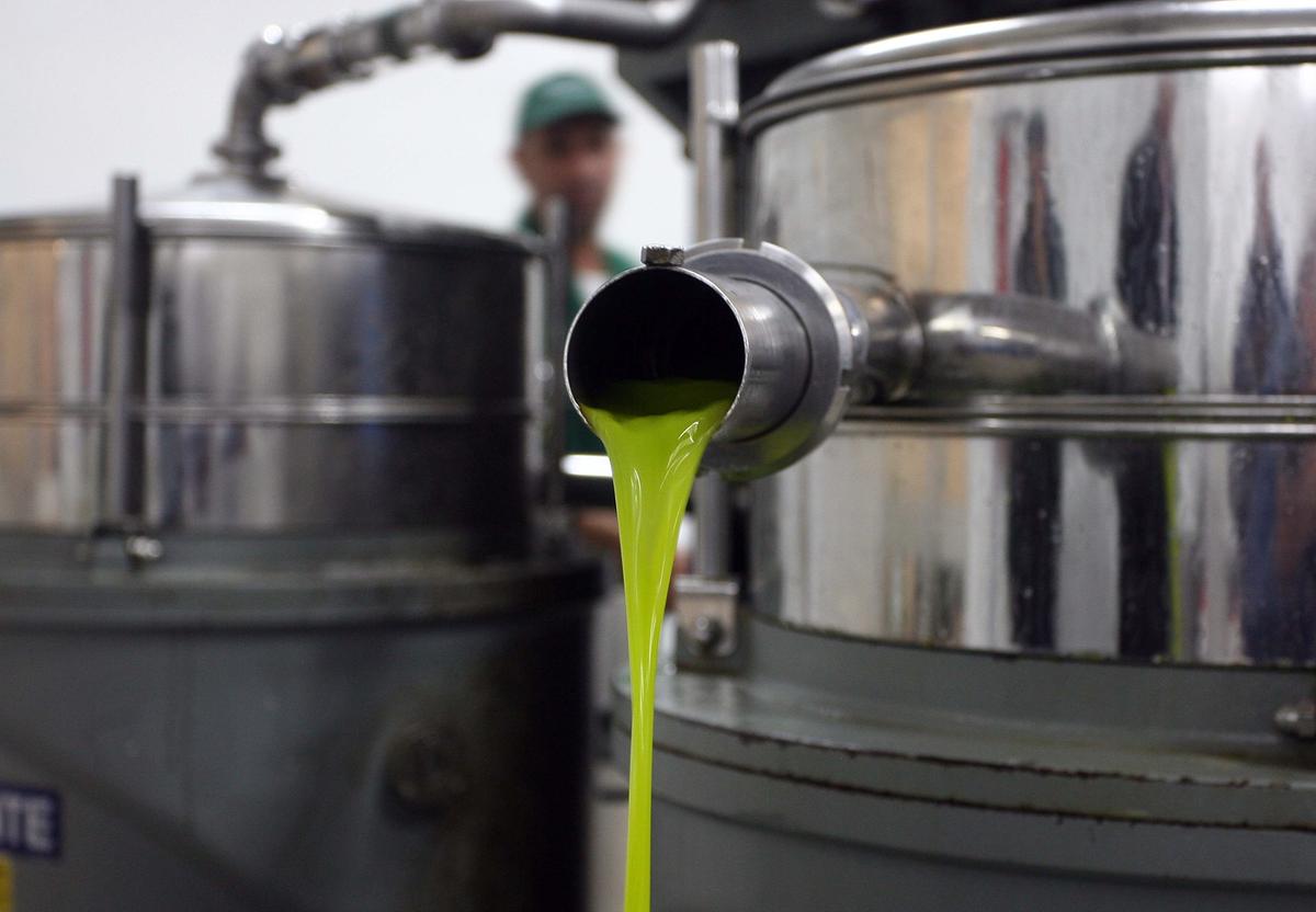 Olio, in Toscana comincia la frangitura. A Firenze il frantoio arriva in città