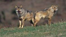 Frequenti allarmi lupi in provincia di Siena (immagine di repertorio Frequenti allarmi lupi in provincia di Siena (immagine di repertorio