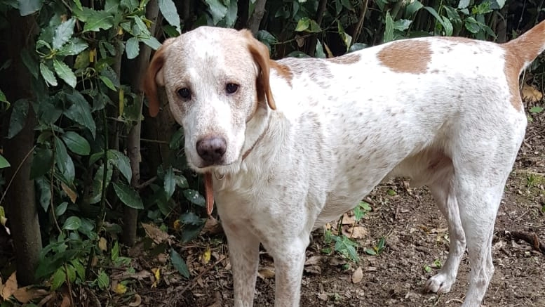Il cane Poldo Il cane Poldo