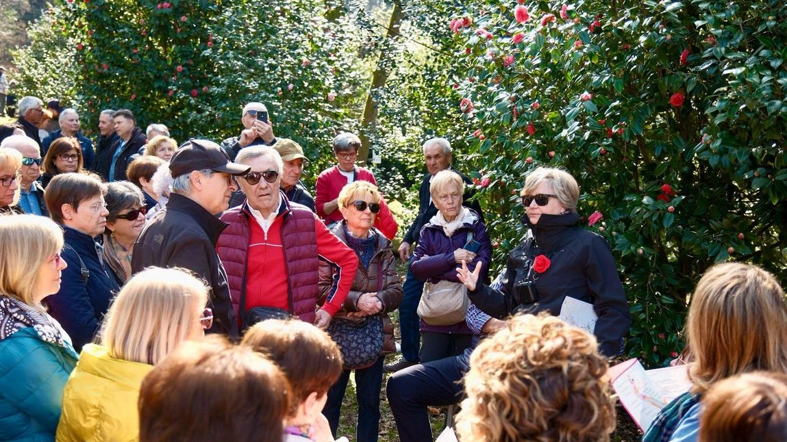 Nella foto Alcide un momento dell’inaugurazione della 36ª edizione della mostra delle camelie di Sant’Andrea di Compito nel camelieto più grande d’Europa Nella foto Alcide un momento dell’inaugurazione della 36ª edizione della mostra delle camelie di Sant’Andrea di Compito nel camelieto più grande d’Europa