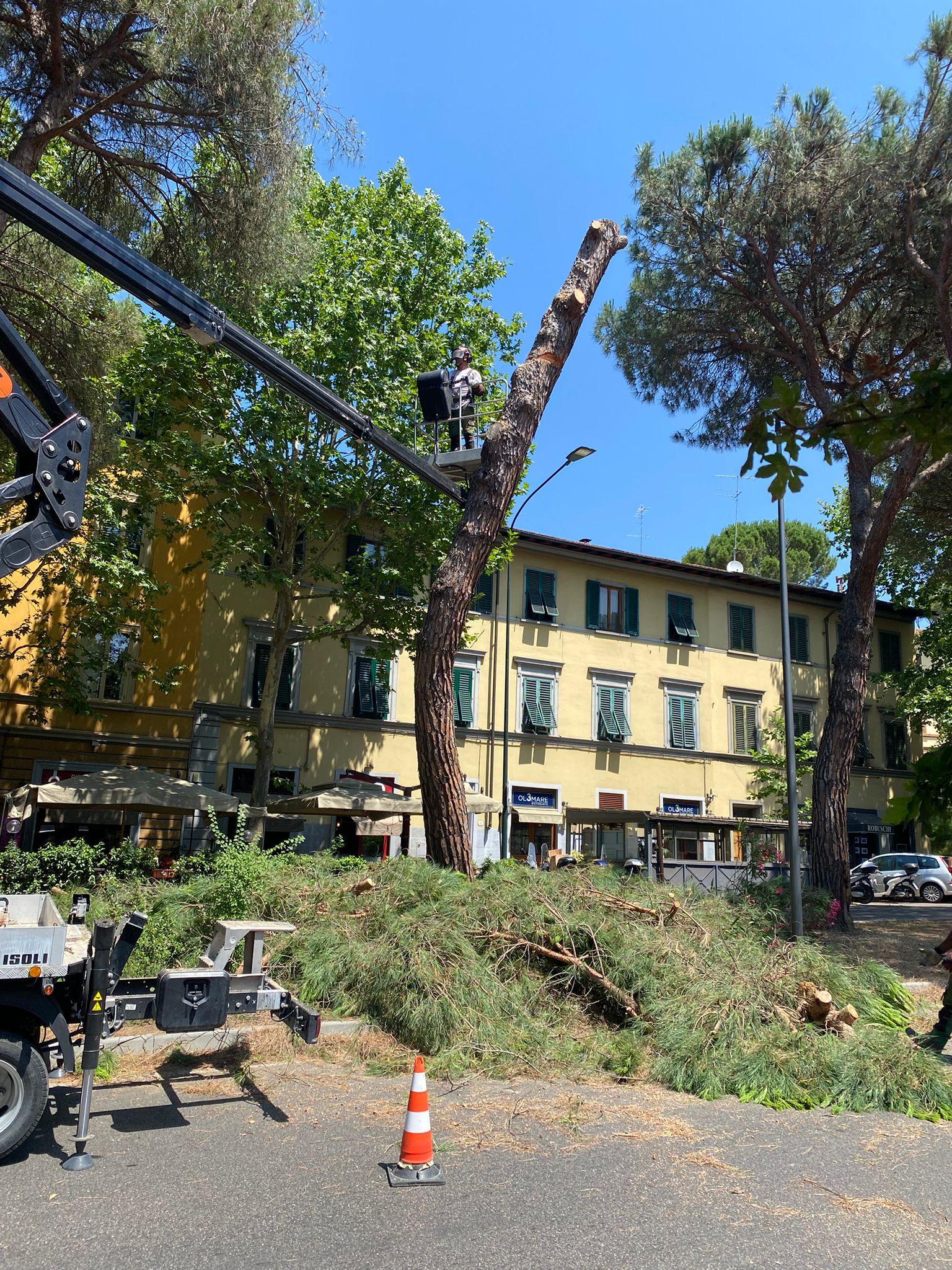 Pini tagliati in piazza Edison, polemica social. “Altro che città green” Pini tagliati in piazza Edison, polemica social. “Altro che città green”
