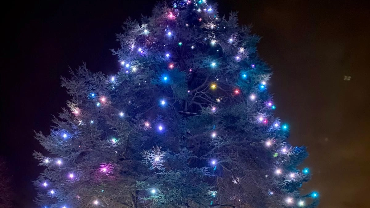 Il cedro di Stazzema è uno tra gli alberi natalizi naturali non recisi più alti in Toscana Il cedro di Stazzema è uno tra gli alberi natalizi naturali non recisi più alti in Toscana