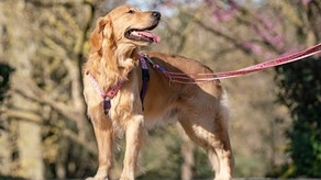 Un cane (foto Ansa)
