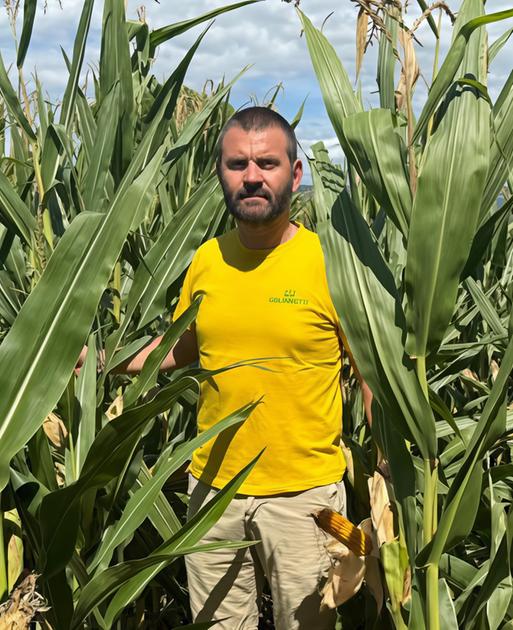 Grano, girasole e mais, è boom . Le coltivazioni all’avanguardia Grano, girasole e mais, è boom . Le coltivazioni all’avanguardia