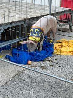 Un maiale con il fazzoletto gialloblu al quartiere di Porta Santo Spirito Un maiale con il fazzoletto gialloblu al quartiere di Porta Santo Spirito
