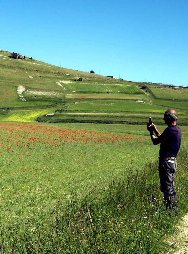 C’è la fioritura a Castelluccio. Stop alle auto, ecco le navette C’è la fioritura a Castelluccio. Stop alle auto, ecco le navette