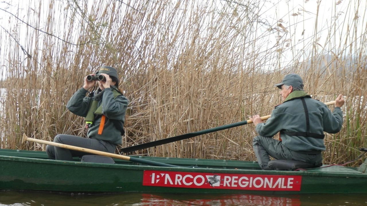 Le guardie del Parco. in azione (. foto di repertorio. ): venerdì sera sono intervenute con i carabinieri forestali. nel territorio che ricade nel comune di Vecchiano Le guardie del Parco. in azione (. foto di repertorio. ): venerdì sera sono intervenute con i carabinieri forestali. nel territorio che ricade nel comune di Vecchiano