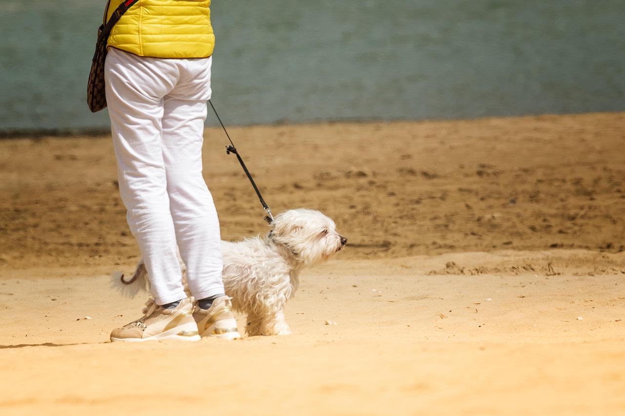 i cani possono andare in spiaggia sì ma ci sono regole da rispettare il caso calambrone