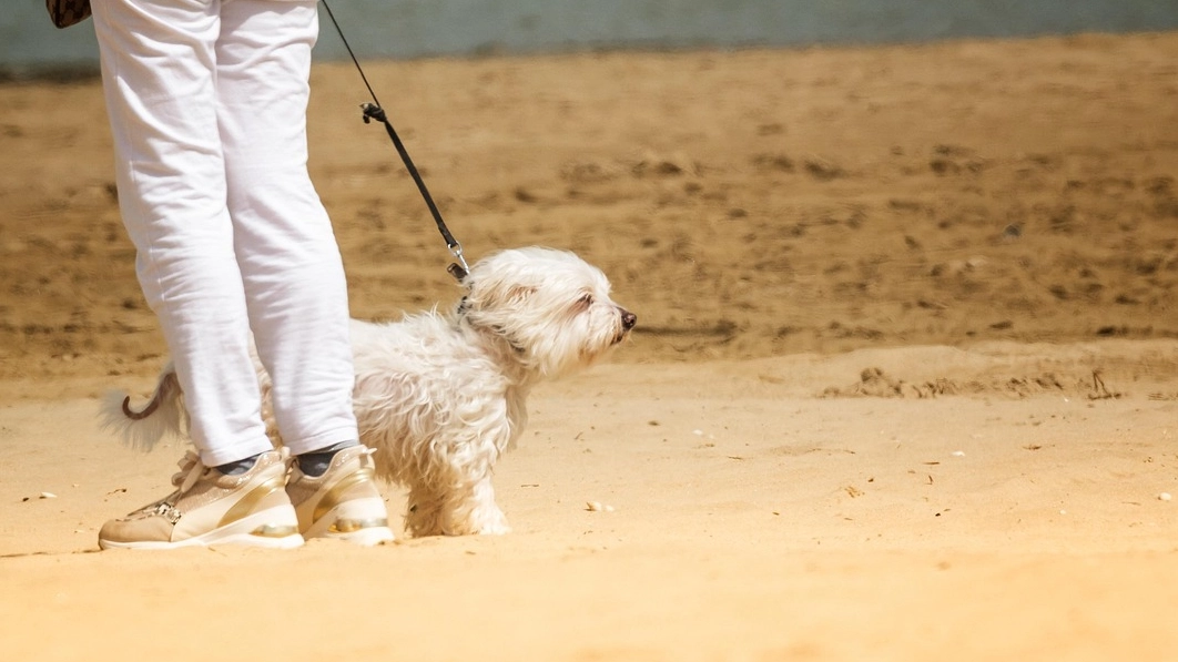 Un cane in spiaggia Un cane in spiaggia