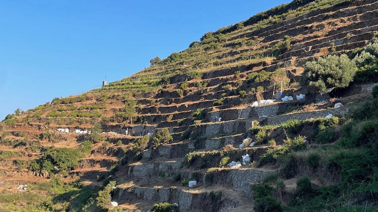 I terrazzamenti dello storico Anfiteatro dei Giganti di Manarola, recentemente ripristinato col progetto Stonewallforlife I terrazzamenti dello storico Anfiteatro dei Giganti di Manarola, recentemente ripristinato col progetto Stonewallforlife