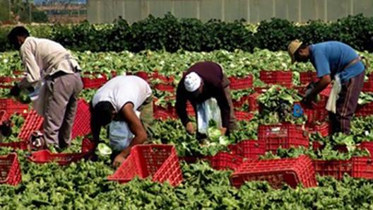 https://www.lanazione.it/image-service/view/acePublic/alias/contentid/MTRhM2M2OTctNzE4OC00/0/pomodori-caos-sui-prezzi-passata-a-89-centesimi-agricoltore-cancellato-dal-processo-produttivo.jpeg?f=16:9&w=1200&h=630