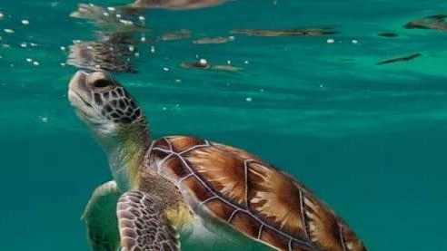 Il Wwf annuncia denunce contro la società Gurulandia che pubblicamente sta organizzando un "Boat Party", al largo di Forte dei... Il Wwf annuncia denunce contro la società Gurulandia che pubblicamente sta organizzando un "Boat Party", al largo di Forte dei...