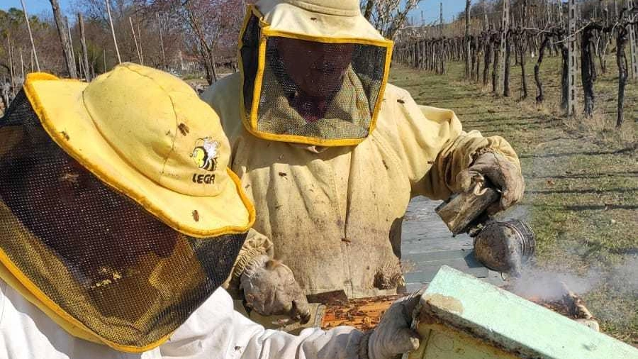Apicoltori in azione, tanti sono nel Grossetano Apicoltori in azione, tanti sono nel Grossetano