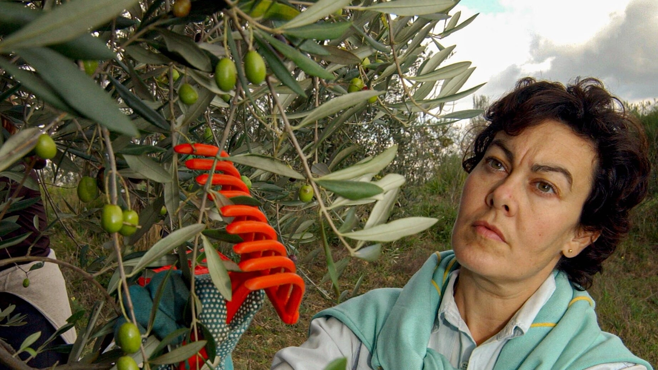 “OrgOlio Liguria weekend”, alla scoperta di oliveti, frantoi e aziende olivicole