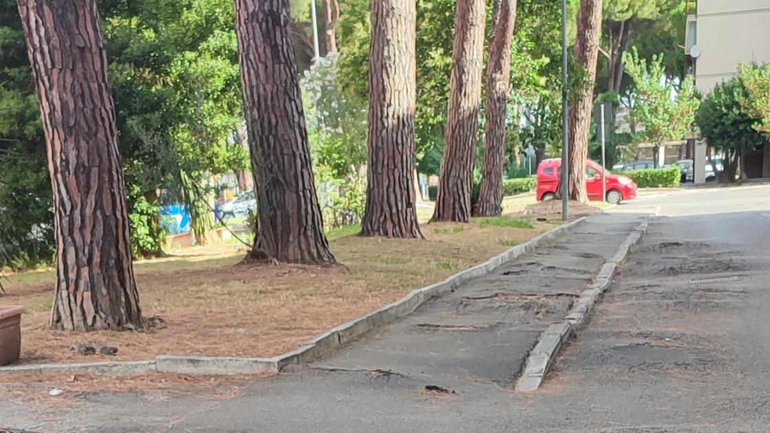 "Buche come voragini in via Toniolo". Scatta la raccolta di firme "Buche come voragini in via Toniolo". Scatta la raccolta di firme