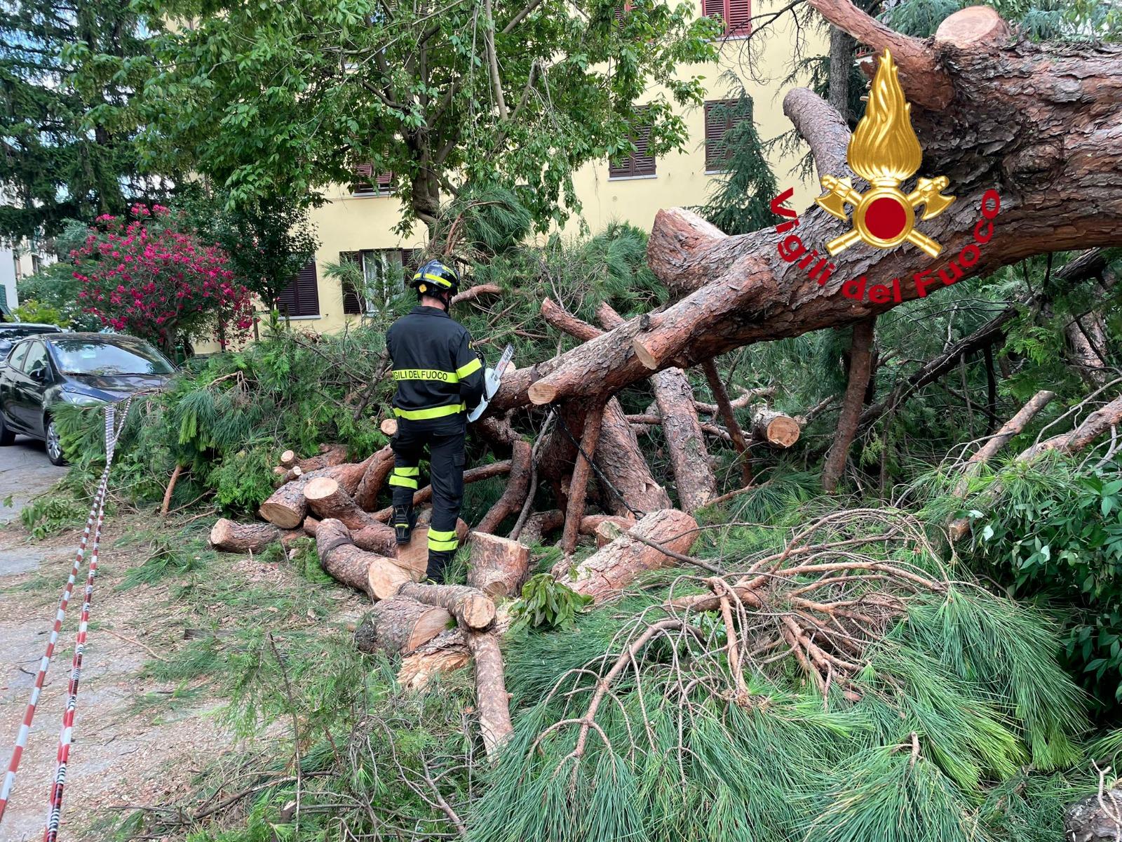 Firenze, paura per un grosso pino caduto nel giardino di un condominio Firenze, paura per un grosso pino caduto nel giardino di un condominio