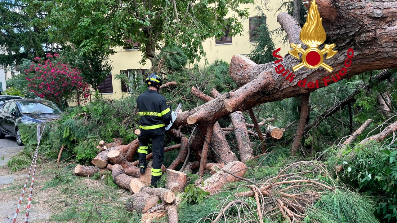 L'albero caduto in via Pescetti. La pianta nel crollare ha danneggiato un'auto parcheggiata nei pressi L'albero caduto in via Pescetti. La pianta nel crollare ha danneggiato un'auto parcheggiata nei pressi