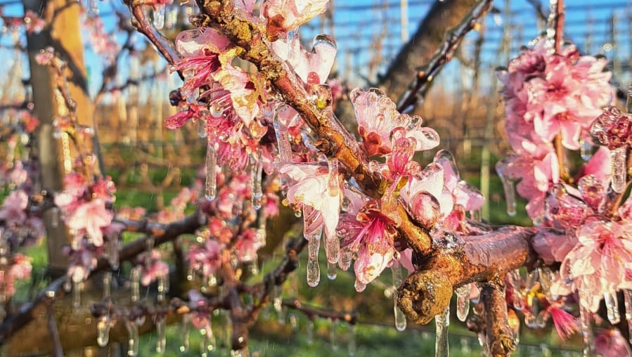 Alberi da frutto gelati