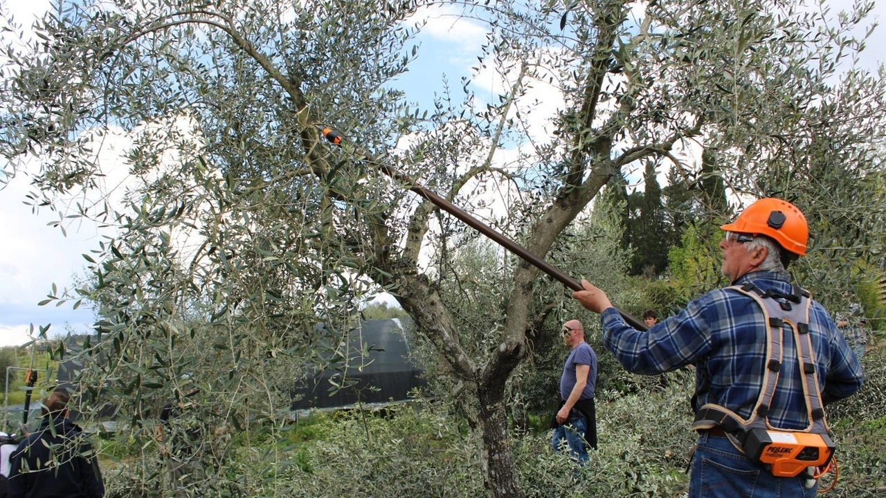 La raccolta dell’olio in Piana si preannuncia essere il grande qualità La raccolta dell’olio in Piana si preannuncia essere il grande qualità
