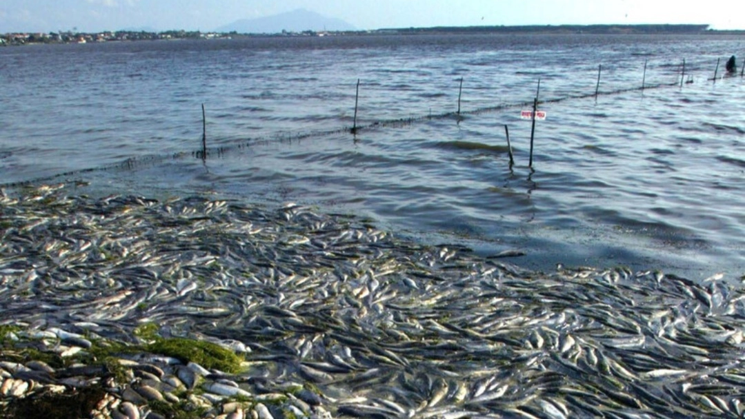 A Orbetello, in provincia di Grosseto, è in corso una moria di spigole, orate e cefali nella laguna A Orbetello, in provincia di Grosseto, è in corso una moria di spigole, orate e cefali nella laguna