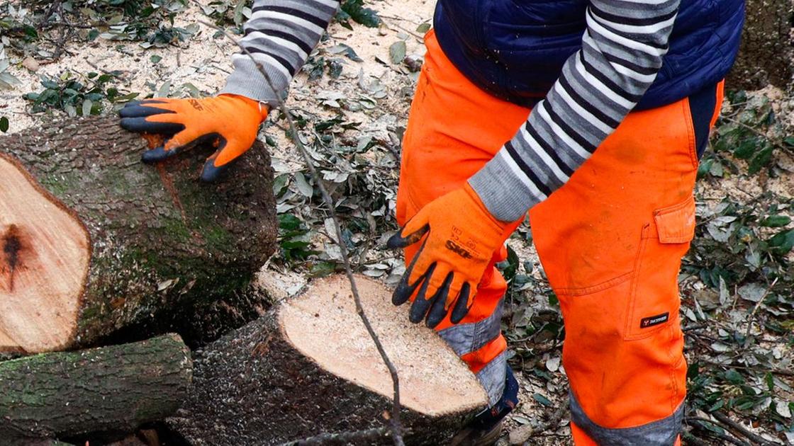 Alberi abbattuti nell’area sportiva: "Le piante saranno sostituite"