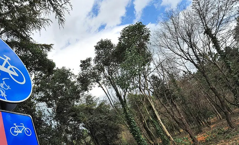 Caldo, Prato contro le 'isole di calore' pianta 713 alberi