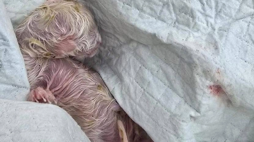 Il micio era appena nato e ancora attaccato alla placenta. Ora si trova in clinica