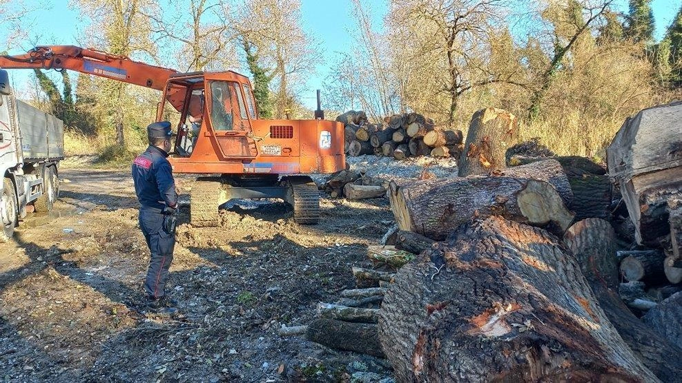 Abbattute sessanta querce di grandi dimensioni, tra cui decine di alberi secolari, in maniera illegittima. Un “disboscamento“ scopero dai carabinieri... Abbattute sessanta querce di grandi dimensioni, tra cui decine di alberi secolari, in maniera illegittima. Un “disboscamento“ scopero dai carabinieri...