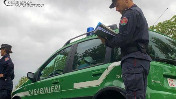 Le ha trovate un fungaiolo nelle alture della piccola frazione di Cassana Le ha trovate un fungaiolo nelle alture della piccola frazione di Cassana