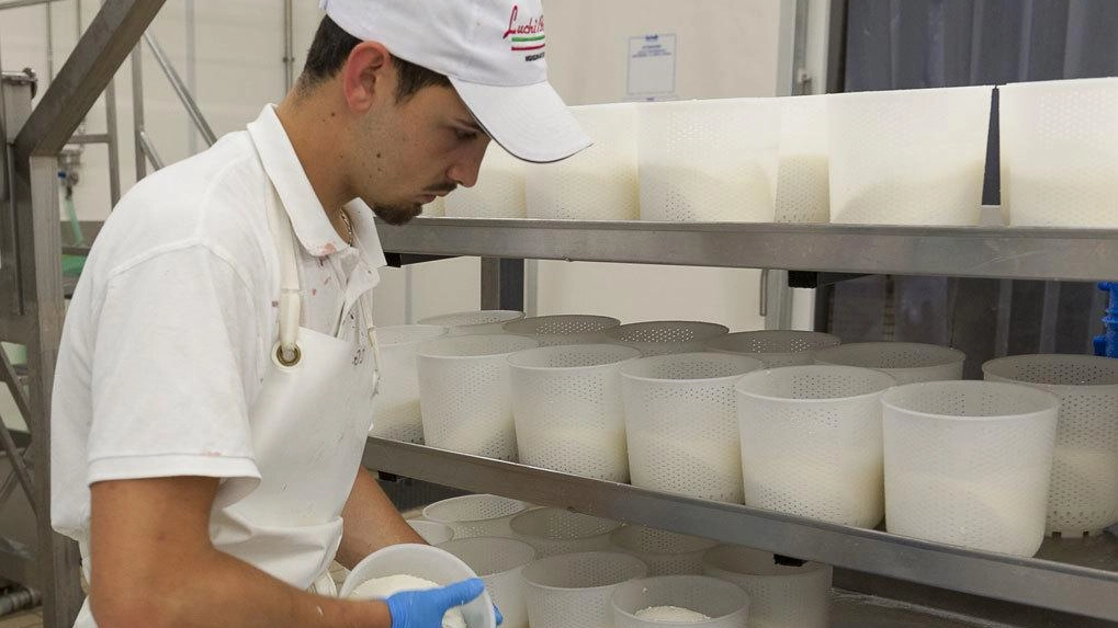 Un produttore di pecorino al lavoro in un’azienda casearia Un produttore di pecorino al lavoro in un’azienda casearia