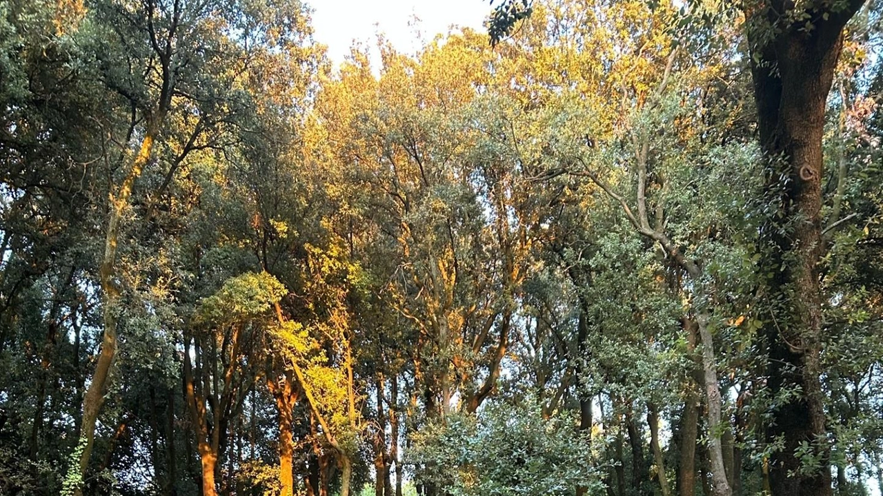 Fra nostalgia e desiderio di guardare al futuro con continuità, il parco Regina Margherita ha ospitato «La Pinciana», serata nel segno della cultura e dello stare insieme Fra nostalgia e desiderio di guardare al futuro con continuità, il parco Regina Margherita ha ospitato «La Pinciana», serata nel segno della cultura e dello stare insieme