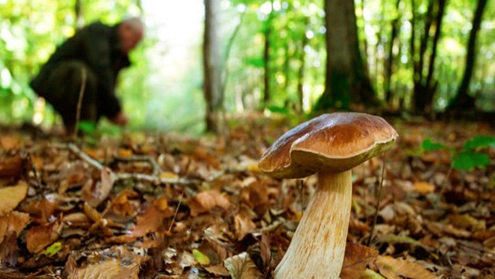 Il Consiglio regionale dell'Umbria ha approvato una legge per migliorare la conoscenza dei funghi, promuovendo corsi e regole per una raccolta sostenibile e sicura.