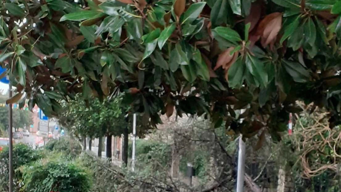 Nessun danno a persone o cose. Incuria al Serraglio, scatta ordinanza sindaco Nessun danno a persone o cose. Incuria al Serraglio, scatta ordinanza sindaco